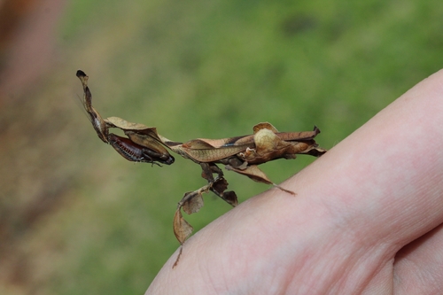 Ghost Mantis — 4
