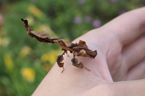 Ghost Mantis — 5