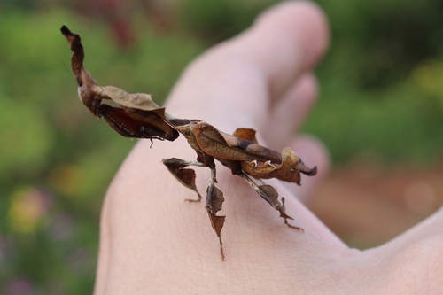 Ghost Mantis — 7