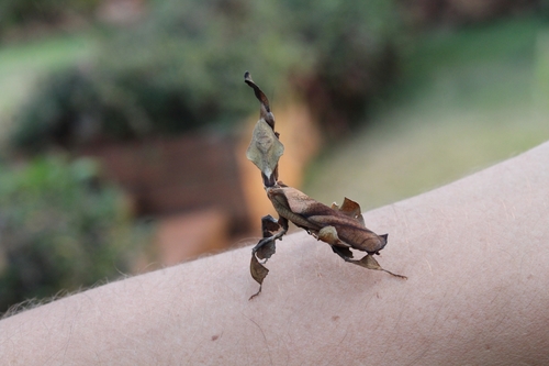 Ghost Mantis — 10