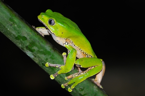 Giant Monkey Frog — 3