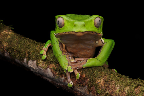 Giant Monkey Frog — 6