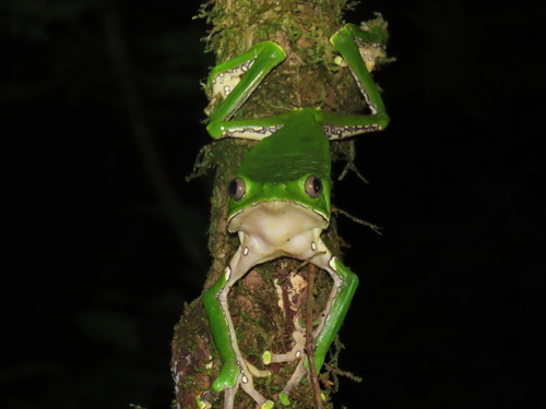 Giant Monkey Frog — 7