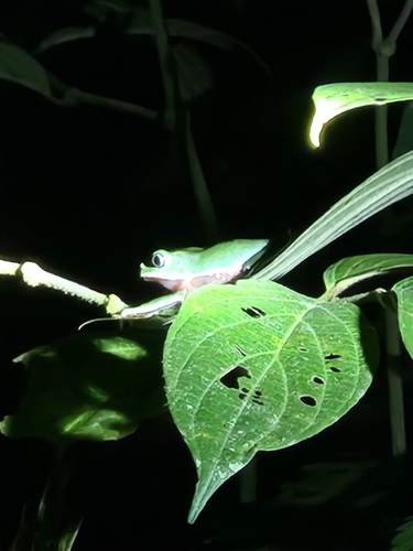Giant Monkey Frog — 8