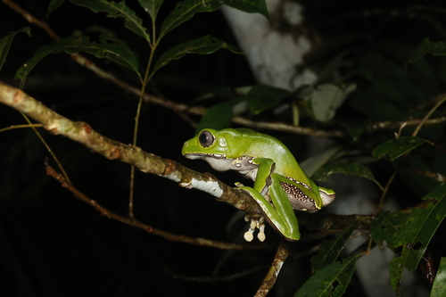 Giant Monkey Frog — 9