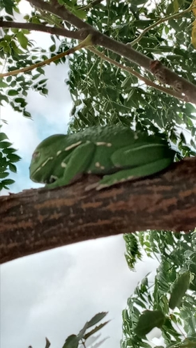 Waxy Monkey Tree Frog — 3