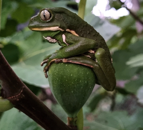 Waxy Monkey Tree Frog — 8