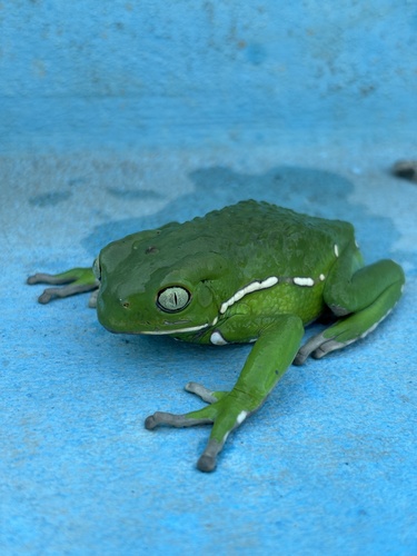 Waxy Monkey Tree Frog — 10