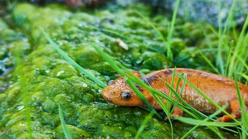 Iberian Ribbed Newt — 2
