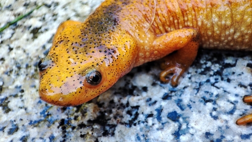 Iberian Ribbed Newt — 3