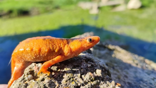 Iberian Ribbed Newt — 4