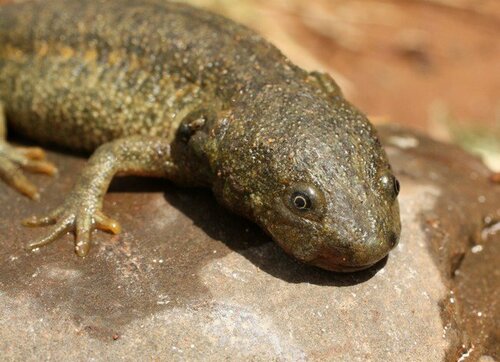 Iberian Ribbed Newt — 5
