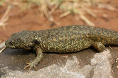 Iberian Ribbed Newt — 6