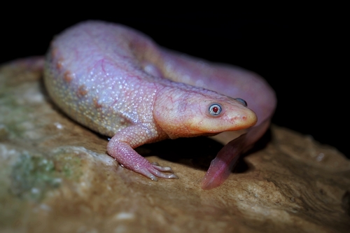 Iberian Ribbed Newt — 8