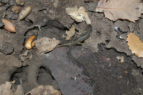 Iberian Ribbed Newt — 10