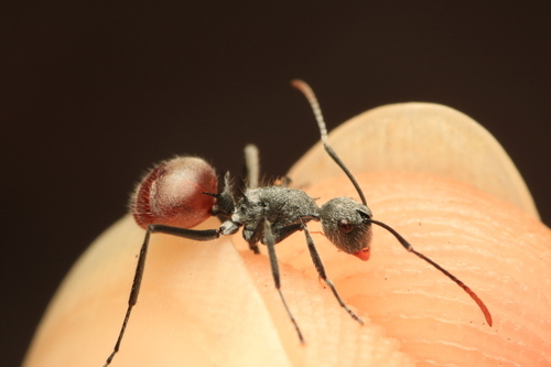 Polyrhachis bicolor — 1