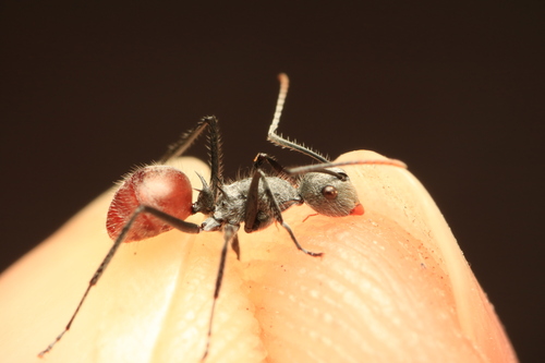 Polyrhachis bicolor — 2