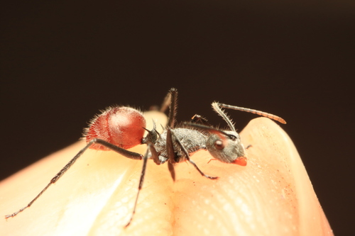 Polyrhachis bicolor — 3