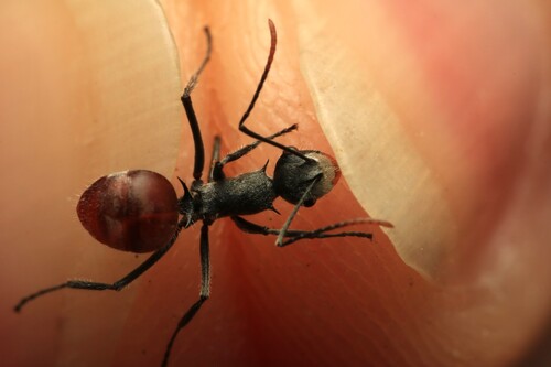 Polyrhachis bicolor — 4