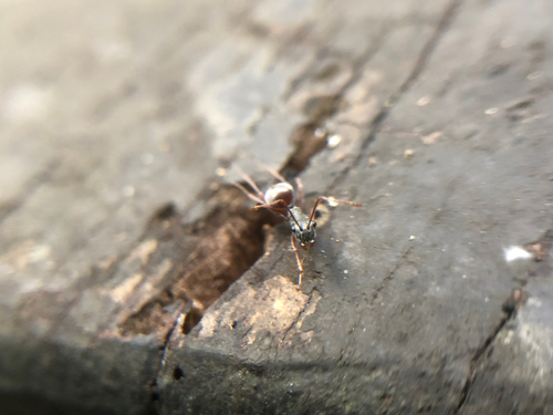 Polyrhachis bicolor — 8