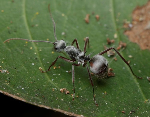 Polyrhachis bicolor — 9