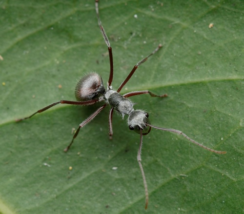 Polyrhachis bicolor — 10