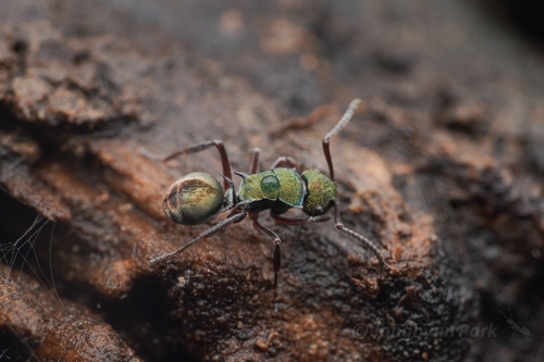 Polyrhachis hookeri — 1
