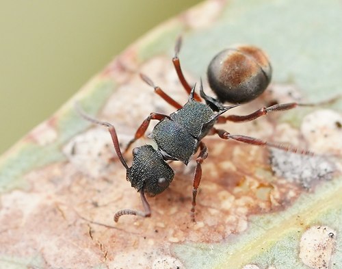 Polyrhachis hookeri — 2