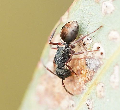 Polyrhachis hookeri — 3