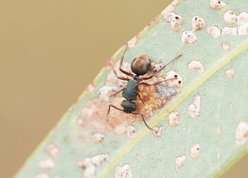 Polyrhachis hookeri — 4