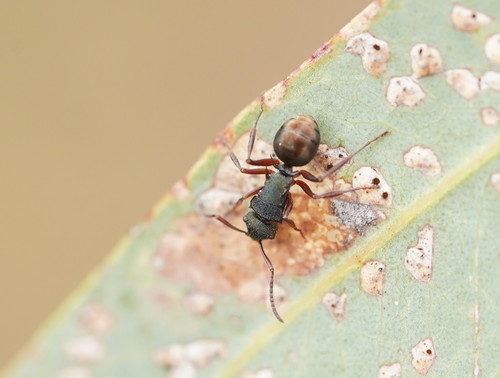 Polyrhachis hookeri — 5