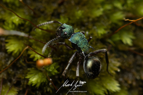Polyrhachis hookeri — 6