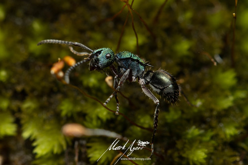 Polyrhachis hookeri — 7