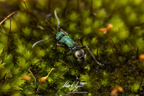 Polyrhachis hookeri — 8