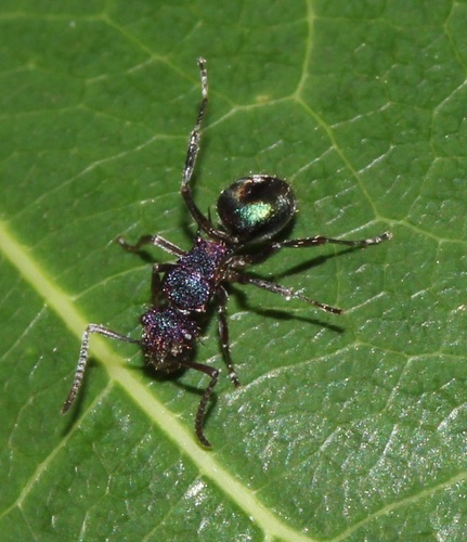 Polyrhachis hookeri — 10