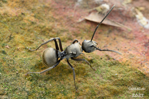 Polyrhachis illaudata — 2