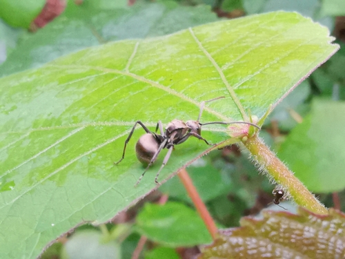 Polyrhachis illaudata — 3