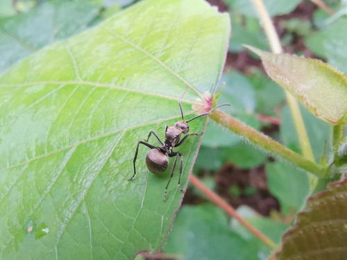 Polyrhachis illaudata — 4