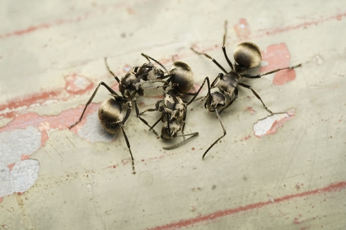 Polyrhachis illaudata — 6