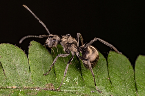 Polyrhachis illaudata — 7
