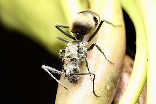 Polyrhachis illaudata — 9