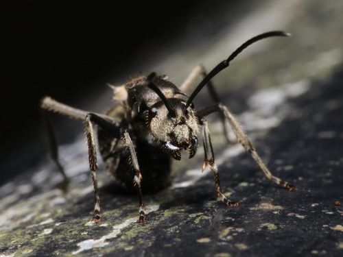 Polyrhachis illaudata — 10