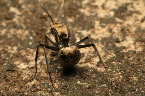 Fourmi épineuse dorée — 6