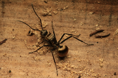 Fourmi épineuse dorée — 7