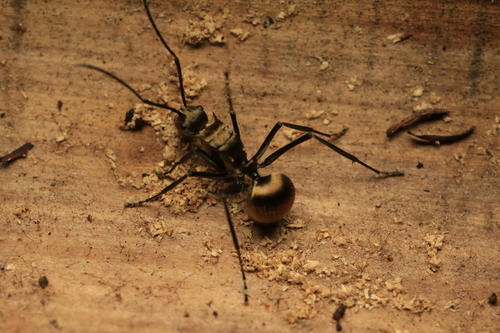 Fourmi épineuse dorée — 8