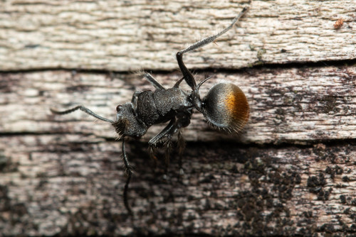 Polyrhachis vermiculosa — 1