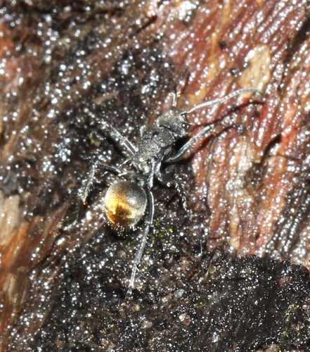 Polyrhachis vermiculosa — 3