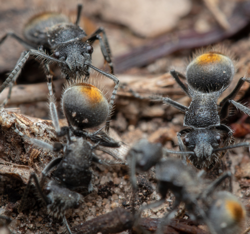 Polyrhachis vermiculosa — 4
