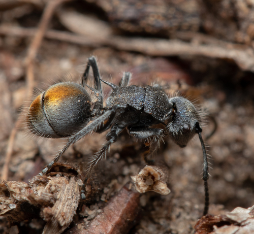 Polyrhachis vermiculosa — 5