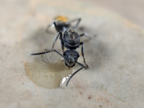 Polyrhachis vermiculosa — 9